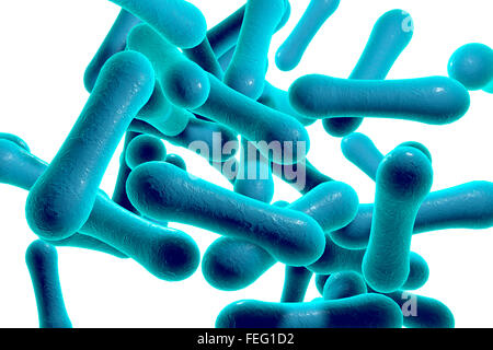 Corynebacterium diphtheriae, illustration de l'ordinateur. C. diphtheriae est une bactérie gram-positif en forme de bâtonnet qui cause la Banque D'Images