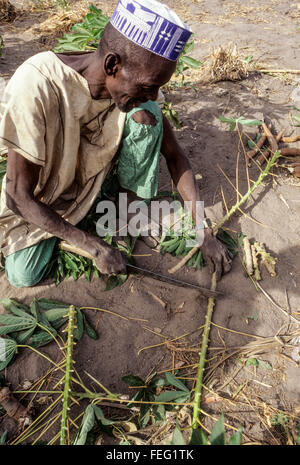 Le Niger, Falmeye, Afrique de l'Ouest. Des agriculteurs pour la plantation de boutures de manioc. Banque D'Images