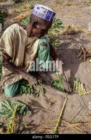 Le Niger, Falmeye, Afrique de l'Ouest. Des agriculteurs pour la plantation de boutures de manioc. Banque D'Images