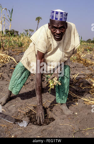 Le Niger, Falmeye, Afrique de l'Ouest. Les semis des agriculteurs des boutures de manioc. Banque D'Images