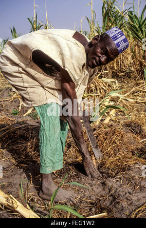 Le Niger, Falmeye, Afrique de l'Ouest. Les semis des agriculteurs des boutures de manioc. Banque D'Images