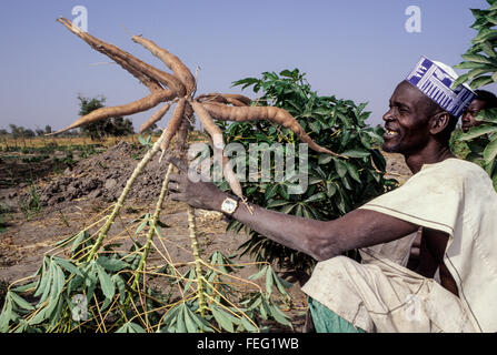 Le Niger, Falmeye, Afrique de l'Ouest. Fermier heureux de sa récolte de manioc. Banque D'Images