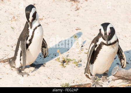 Pingouins africains sur la plage de Boulders, Simon's Town, péninsule du Cap, ville du Cap Municipalité, Western Cape, Afrique du Sud Banque D'Images