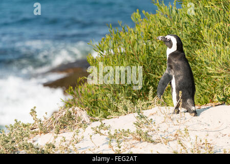 Manchot du Cap sur la plage de Boulders, Simon's Town, péninsule du Cap, ville du Cap Municipalité, Western Cape, Afrique du Sud Banque D'Images