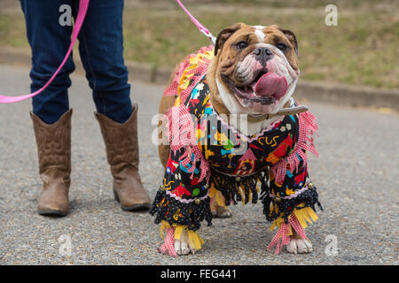 Eunice, USA. 08Th Feb 2016. Un bulldog habillé en costume traditionnel Mardi Gras Cajun pendant l'Écorce Park parade du Mardi Gras Le 6 février 2016 à Eunice, Louisiane. Banque D'Images