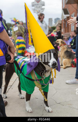 Eunice, USA. 08Th Feb 2016. Un chien porte un costume traditionnel Mardi Gras Cajun et capuchon hat pendant l'Écorce Park parade du Mardi Gras Le 6 février 2016 à Eunice, Louisiane. Banque D'Images