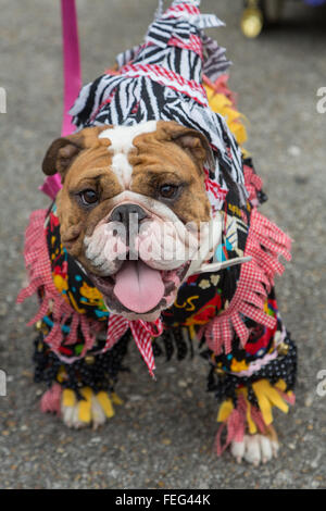 Eunice, USA. 08Th Feb 2016. Un bulldog habillé en costume traditionnel Mardi Gras Cajun pendant l'Écorce Park parade du Mardi Gras Le 6 février 2016 à Eunice, Louisiane. Banque D'Images