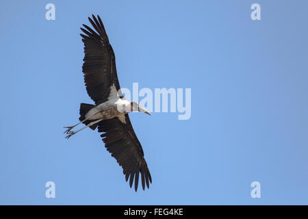 Vulture en brousse africaine Banque D'Images