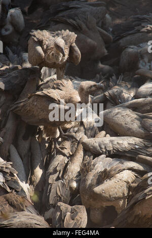 Vulture en brousse africaine Banque D'Images