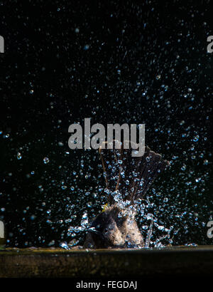 Black-eyed bulbul prendre un bain dans un birdbath Banque D'Images