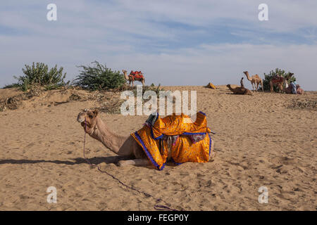 Les chameaux prendre du repos avant l'arrivée des touristes dans le désert de Thar. Banque D'Images