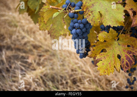 Close up horizontale d'un tas de cépage pinot noir dans un vignoble de feuilles de vigne en premier plan Banque D'Images