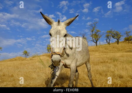 Mules pâturage sur un été sec coteau. Carcabuey, Cordoue, Andalousie. Espagne Banque D'Images