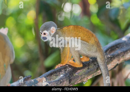 Singe écureuil (Saimiri sciureus), l'état d'Amazonas, Brésil Banque D'Images