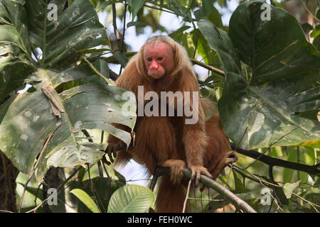 À tête rouge singe Uakari également connu sous le nom de British Monkey (Cacajao calvus rubicundus), l'état d'Amazonas, Brésil Banque D'Images