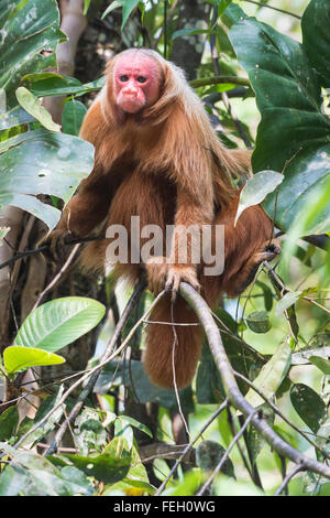 À tête rouge singe Uakari également connu sous le nom de British Monkey (Cacajao calvus rubicundus), l'état d'Amazonas, Brésil Banque D'Images