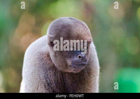 Singe laineux brun également connu sous le nom de singe laineux commun ou de Humboldt (singe laineux Lagothrix lagotricha), l'état d'Amazonas, Brésil Banque D'Images