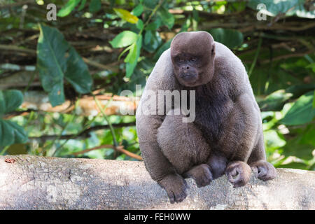 Singe laineux brun également connu sous le nom de singe laineux commun ou de Humboldt (singe laineux Lagothrix lagotricha), l'état d'Amazonas, Brésil Banque D'Images