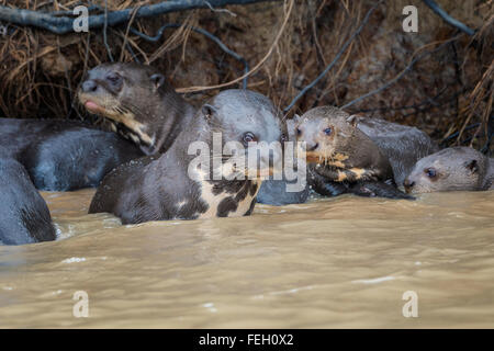 Groupe de loutres de rivière géantes (Pteronura brasiliensis), Pantanal, Mato Grosso, Brésil Banque D'Images