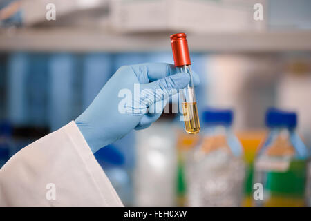 Scientifique de gants bleu holding test tube ou flacon rouge Banque D'Images