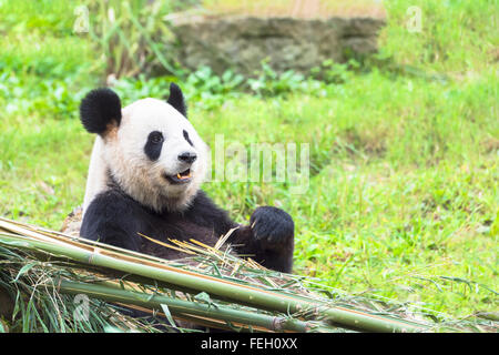 Panda géant (Ailuropoda melanoleuca) manger du bambou, de la Chine et de Conservation Centre de recherche pour les pandas géants, Chengdu, Chine Banque D'Images