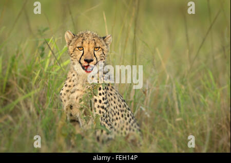 Gros plan portrait jeune guépard avec lèvres taché de sang après avoir tuer Maasai Mara au Kenya Banque D'Images