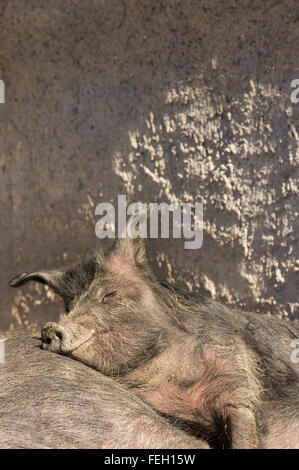 Les porcs ibériques relaxing Banque D'Images