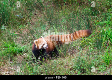 Le panda rouge (Ailurus fulgens), province du Sichuan, Chine Banque D'Images