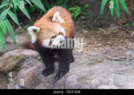 Le panda rouge (Ailurus fulgens), province du Sichuan, Chine Banque D'Images