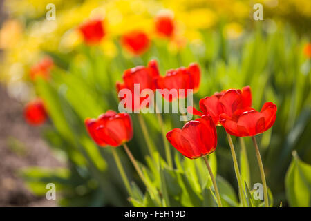 Détail de tulipes rouges dans jardin avec plus jaunes derrière Banque D'Images