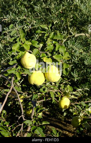 (Coing membrillo) mûrissement des fruits sur un arbre. Carcabuey, Cordoue, Andalousie. Espagne Banque D'Images