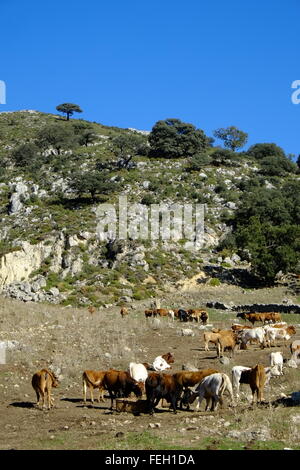 L'engraissement de bovins sur une exploitation agricole de haute altitude. Navazuelo, Cordoue, Andalousie. Espagne Banque D'Images