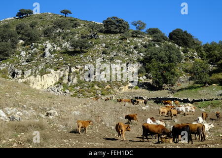 L'engraissement de bovins sur une exploitation agricole de haute altitude. Navazuelo, Cordoue, Andalousie. Espagne Banque D'Images