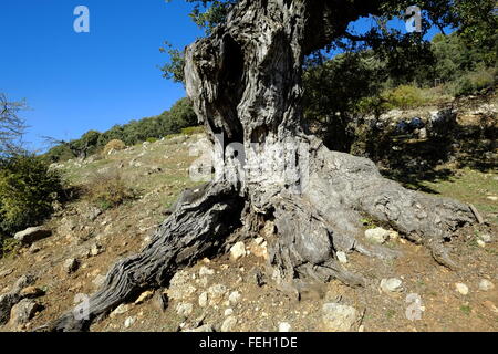 Très vieux chêne ronlé. Navazuelo, province de Cordoue, Andalousie. Espagne Banque D'Images