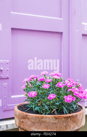 Fleurs roses dans un pot en argile Banque D'Images