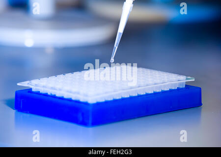 Vue de côté, déposer sur la pointe de pipette au-dessus de la plaque cellulaire, sur fond bleu Banque D'Images