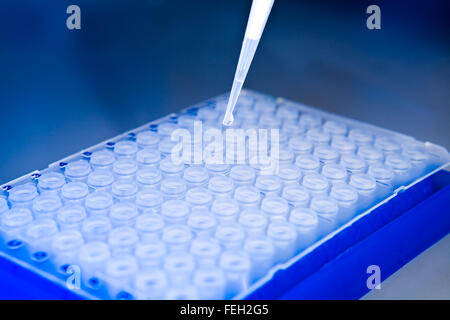 Vue d'en haut, descente sur pointe de pipette au-dessus de la plaque cellulaire, sur fond bleu Banque D'Images