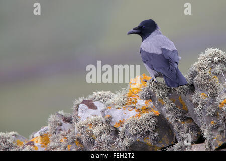 Hooded Crow (Corvus cornix) sur un couvert de lichen, mur en pierre sèche Mainland, Shetland, Scotland, UK. Banque D'Images