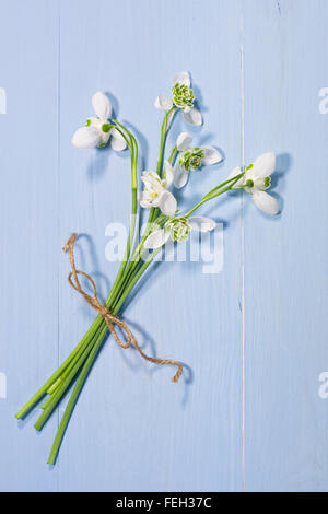 Galanthus nivalis. Un bouquet de perce-neige sur un fond bleu. Banque D'Images