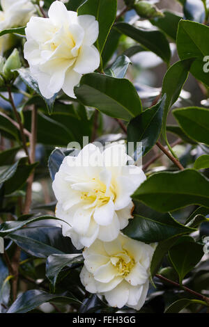 Fleurs semi double blanc de l'hiver Camellia japonica en fleurs, evergreen 'Empress' blanc Banque D'Images