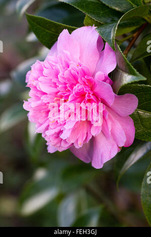 Fleurs roses très doubles floraison de l'hiver Camellia x williamsii, evergreen Ballet 'Variegated' Queen Banque D'Images