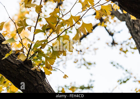 Ginkgo jaune laisser sur la branche Banque D'Images