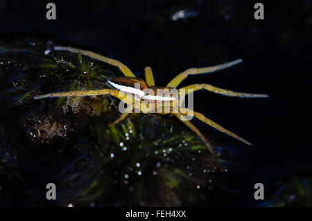 Radeau ou spider marais UK Banque D'Images