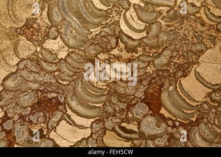 La rhyolite orbiculaire, Arizona, de roche ignée, close-up de détail, "champignon" jasper Banque D'Images