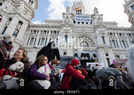 Madrid, Espagne. 7 Février, 2016. Les manifestants se sont réunis à l'Hôtel de ville de Madrid pour protester contre la chasse à l'aide de chiens pendant la manifestation qui a eu lieu à Madrid. Credit : Valentin/Sama-Rojo Alamy Live News.