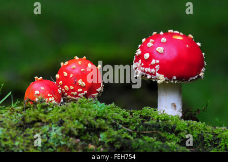 Fly agaric toadstool Banque D'Images