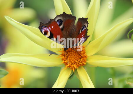 Peacock papillon sur fleur jaune Banque D'Images