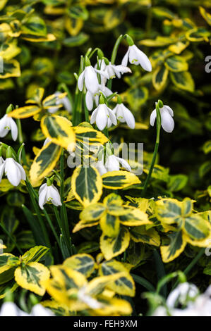 Euonymus fortunei 'Emerald n''or. L'arbre de fusée. Celastraceae Banque D'Images