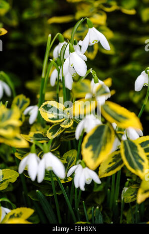 Euonymus fortunei 'Emerald n''or. L'arbre de fusée. Celastraceae Banque D'Images