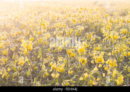 Champ de colza et de fleurs au cours d'un lever du soleil. de fort contre-jour, yellow rapeseed field. fleur. Banque D'Images